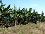 Banana plantation close to Pavona