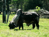 Costa Rikan bull