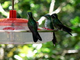 Hummingbird gallery