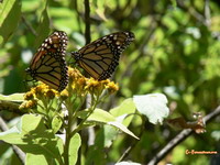 Mariposa Monarca in Angangueo Biosphere Reserve